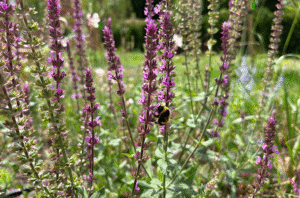 bee on lavender